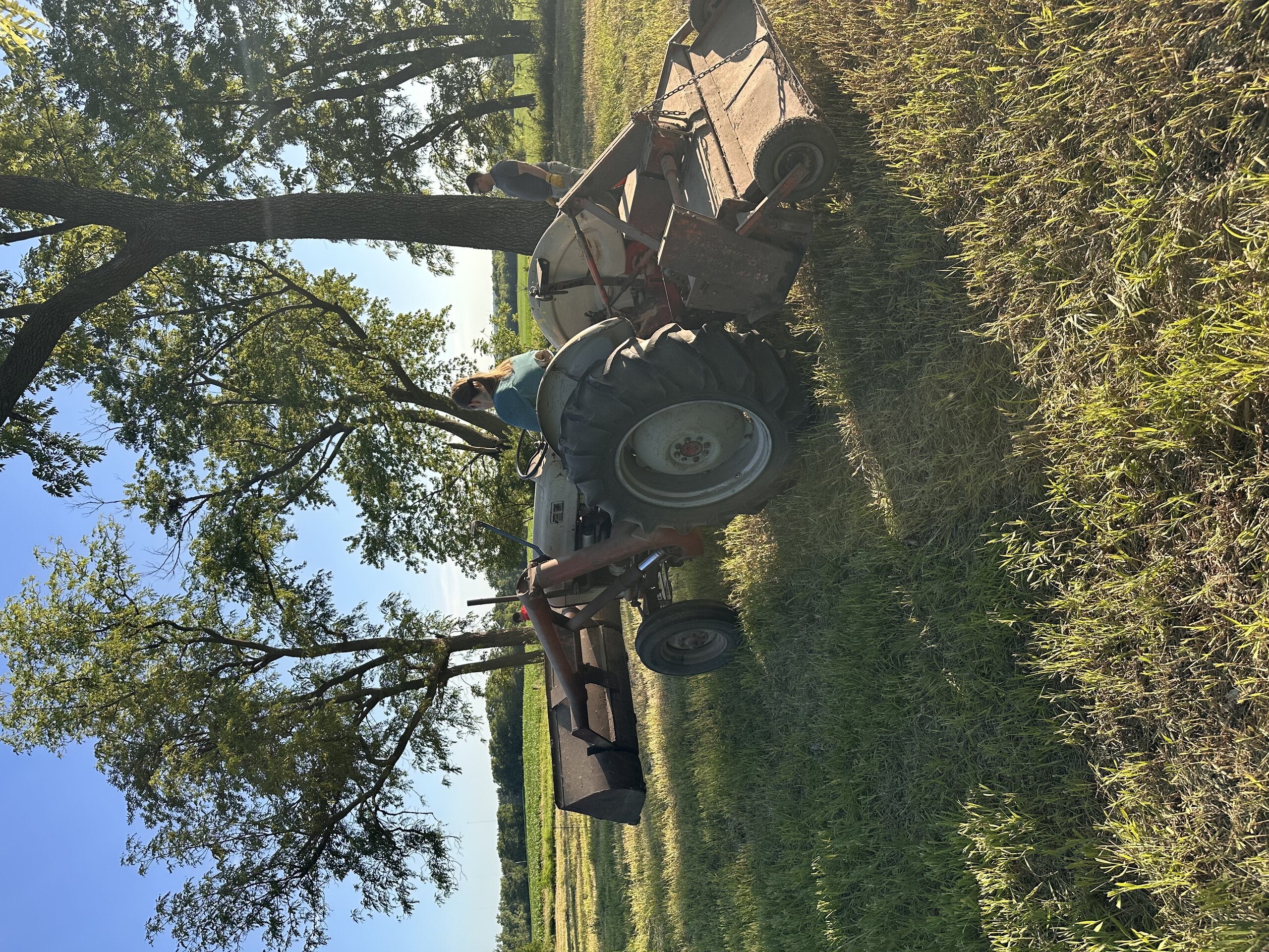 Wide view of pumpkin planting area showing multiple rows of freshly planted seedlings