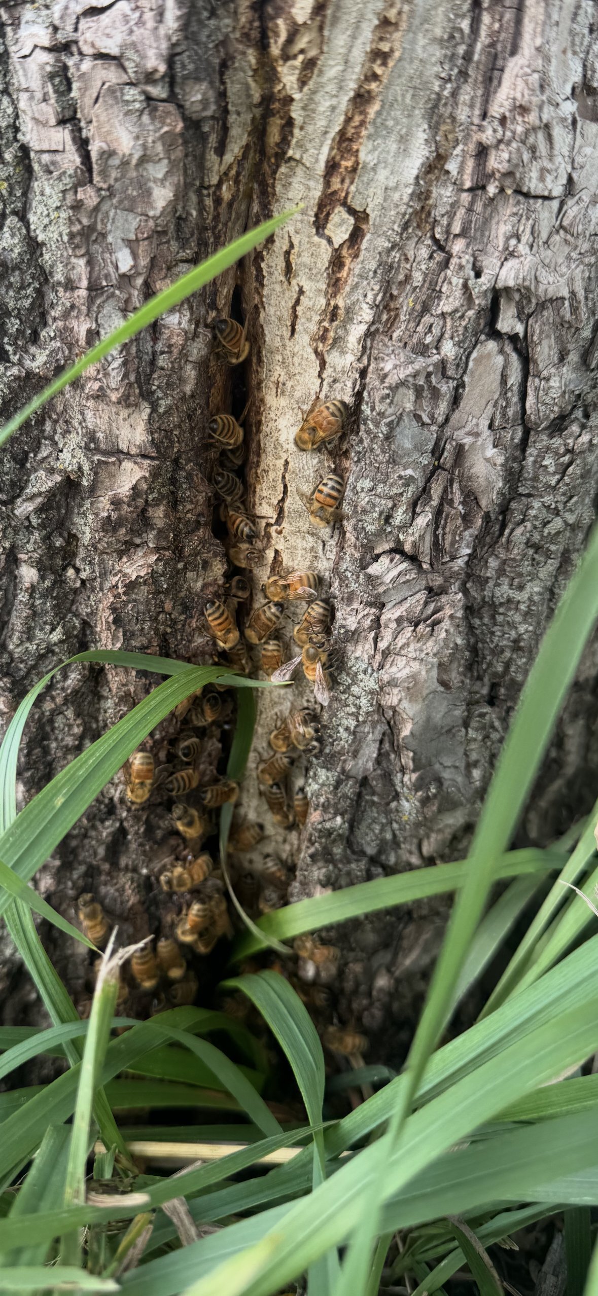Wild honeybee colony visible in the crevices of walnut tree bark with bees entering and leaving the hive
