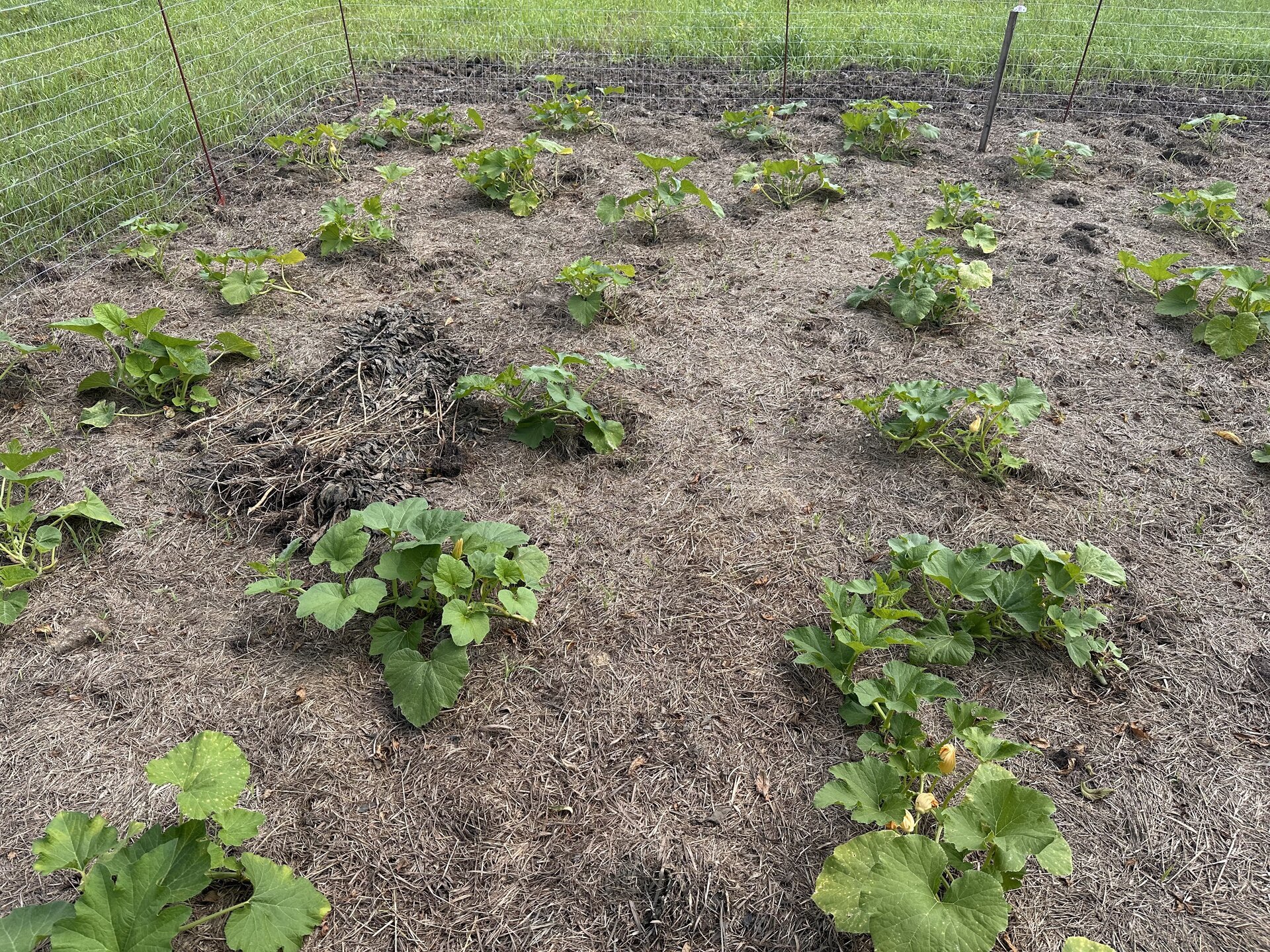 Thriving pumpkin and gourd plants with large green leaves after 20 days of growth in well-watered soil