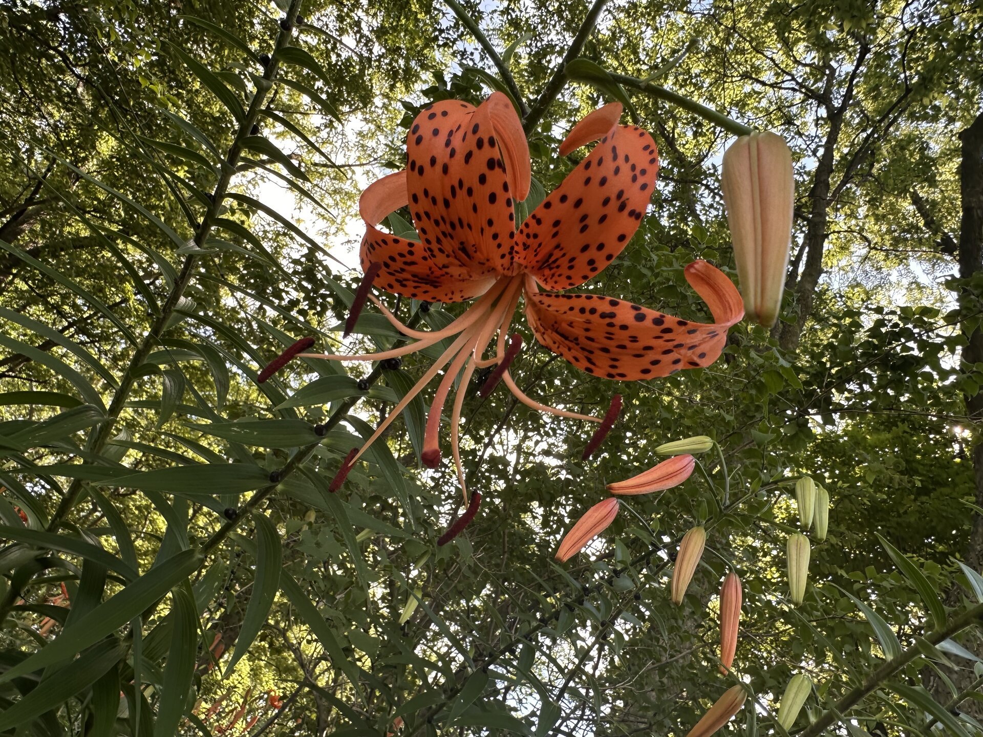 Orange Tiger Lilies blooming along the treeline