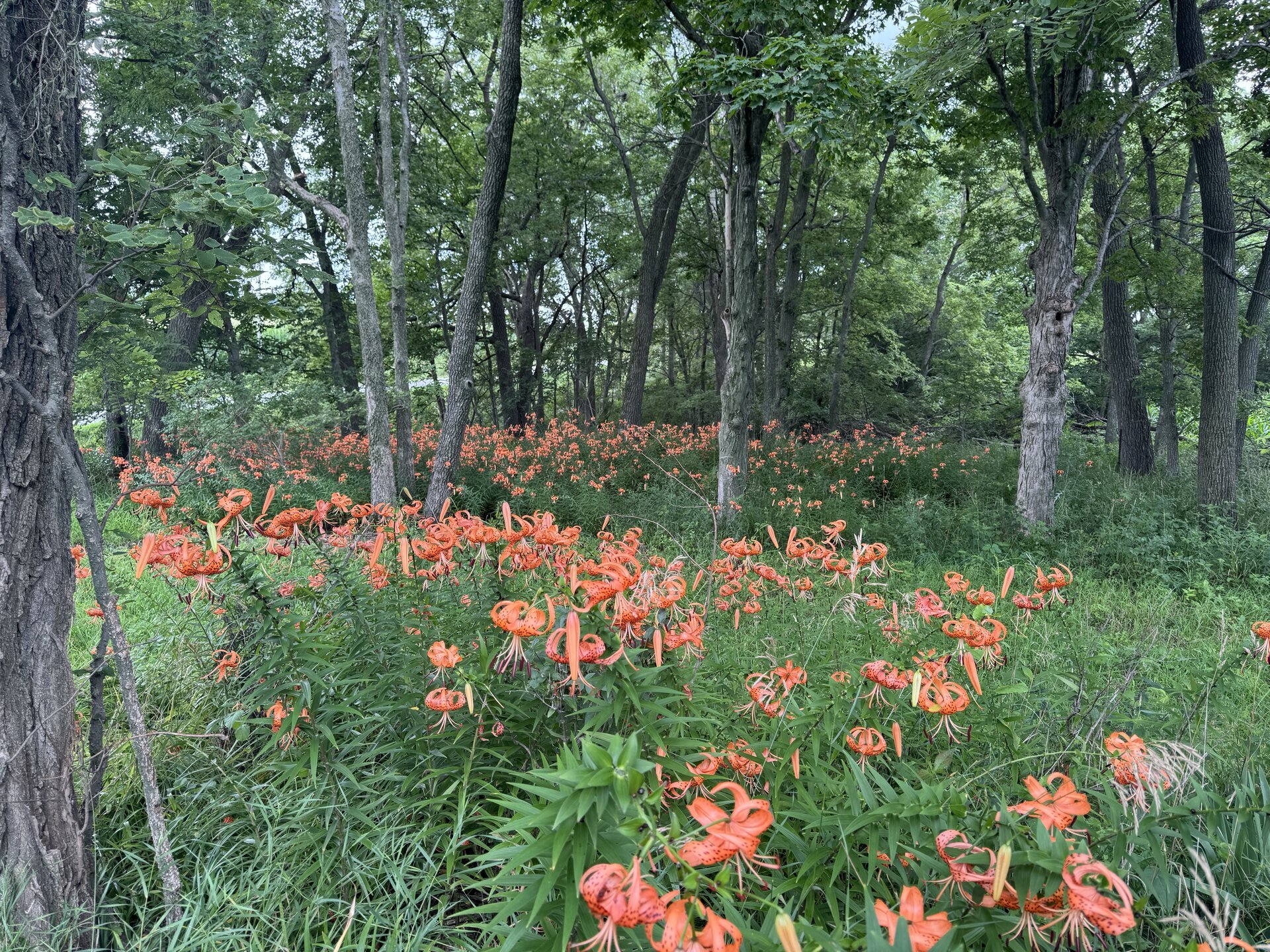 Orange Tiger Lilies with recurved petals and dark spots blooming in mass along wooded treeline