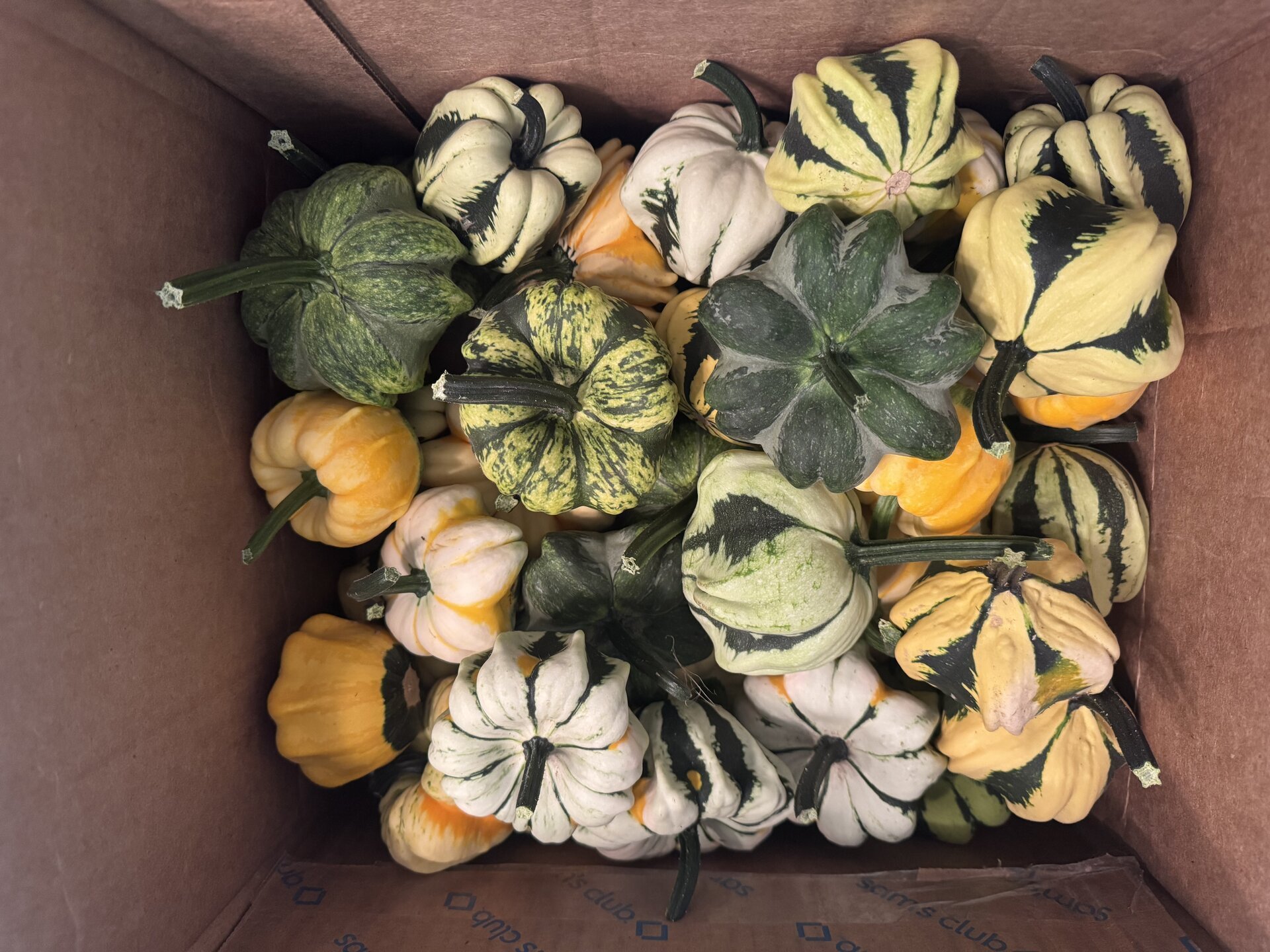 Striped and warty ornamental gourds in cream, orange, and deep green colors tumbling out of a cardboard box