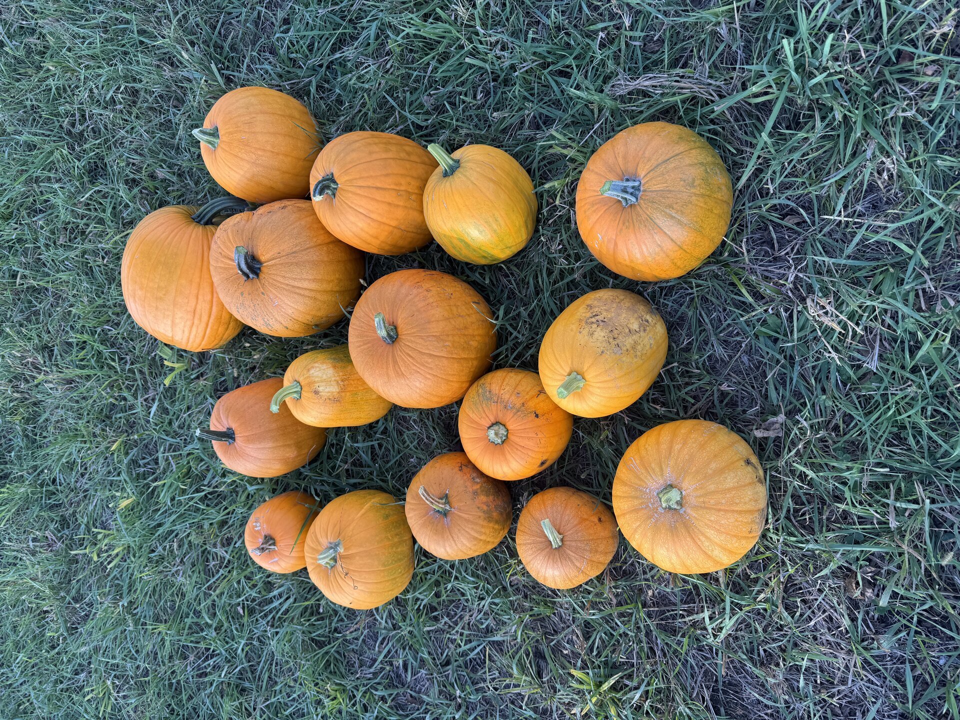 Bright orange pumpkins scattered across green lawn in afternoon sunlight