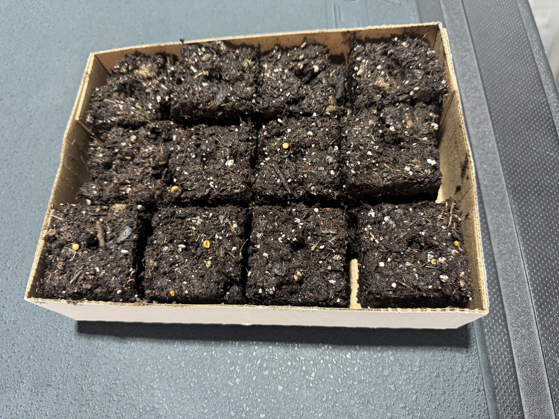 Soil blocking tool and compressed soil blocks ready for starting tomato seeds