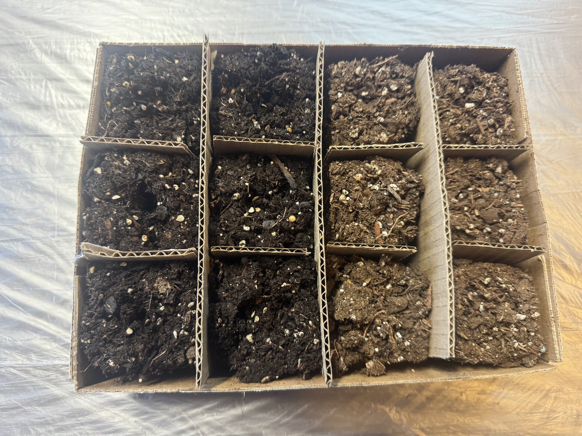 Tomato seed packet 5557 for soil block experiment testing dried versus wet starting methods