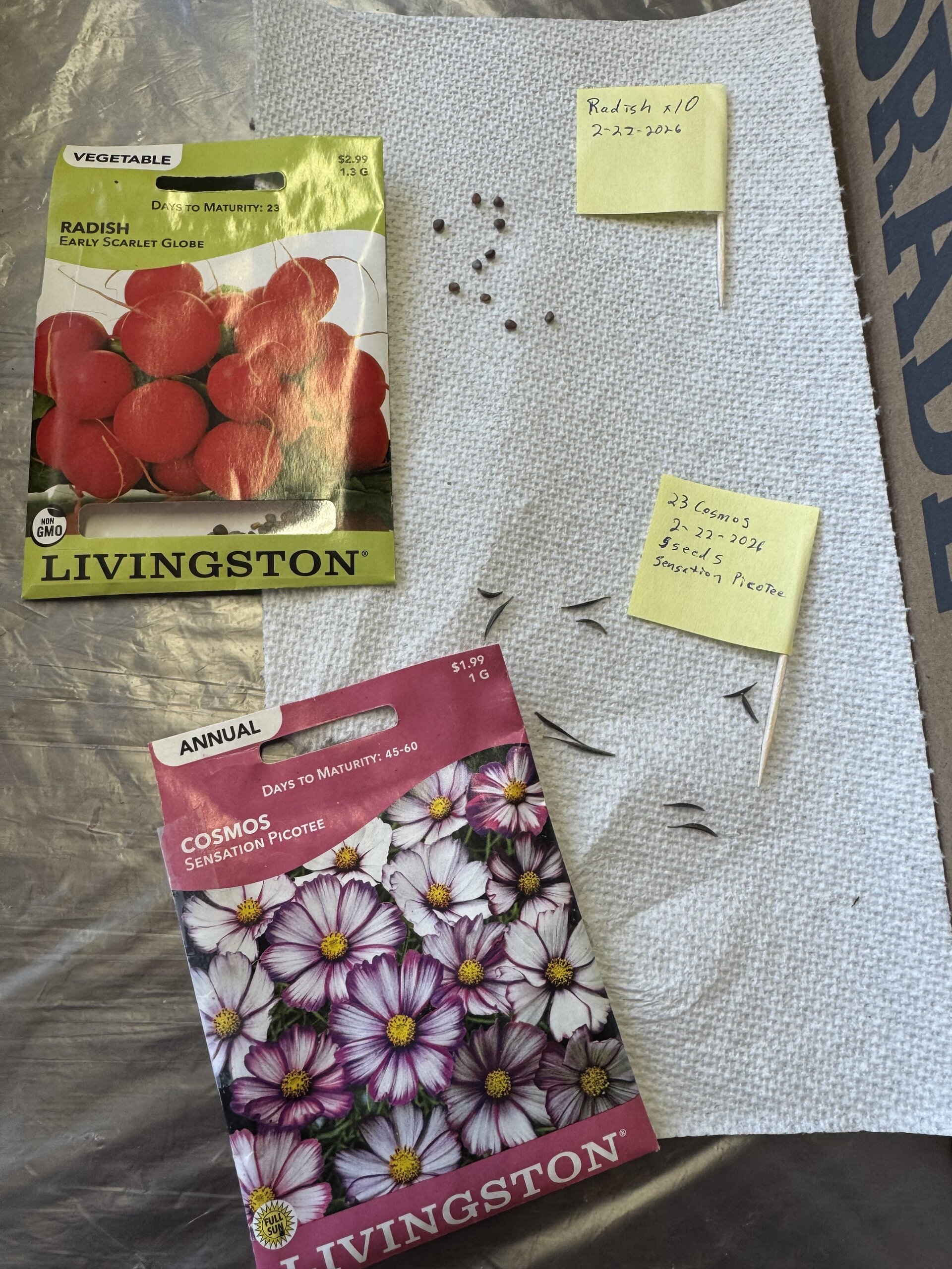 Seed trays with cosmos seeds from 2023 and radish seeds started indoors
