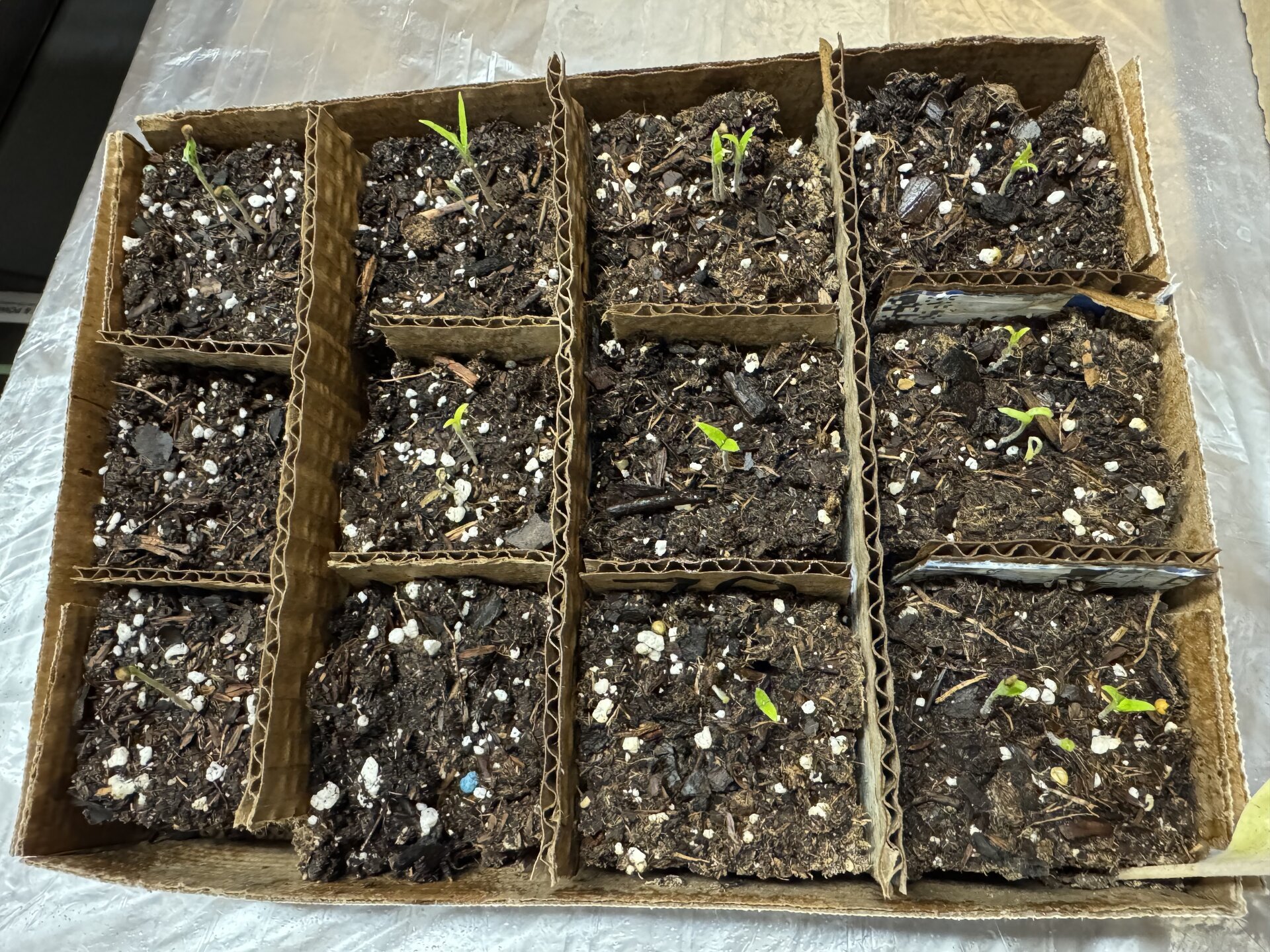 Tomato seedlings coming up in soil blocks after two weeks